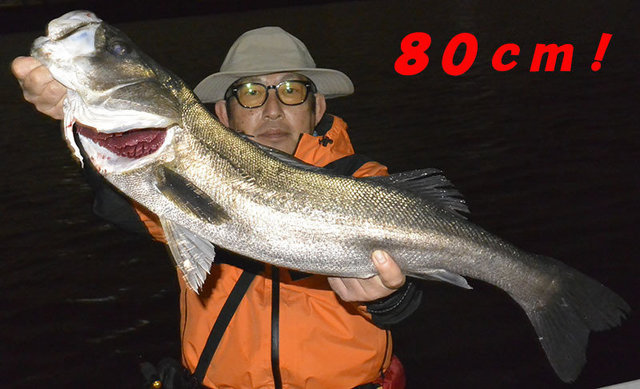 シーバス(スズキ)