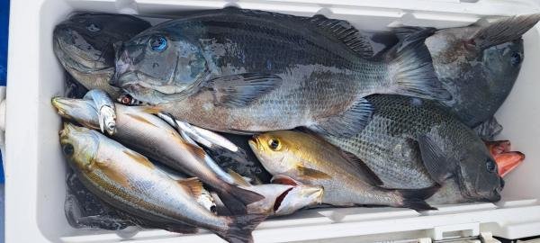 メジナ・マハタ