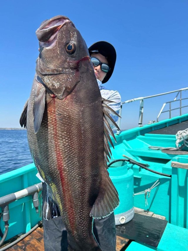 イシナギ(オオクチイシナギ)