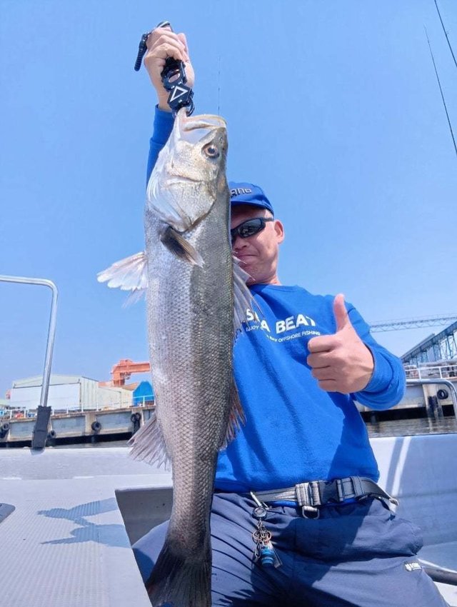 シーバス(スズキ)