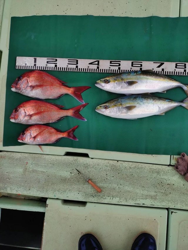 マダイ・ツバス(ブリ)