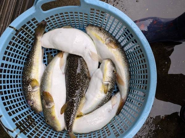 ショウサイフグ