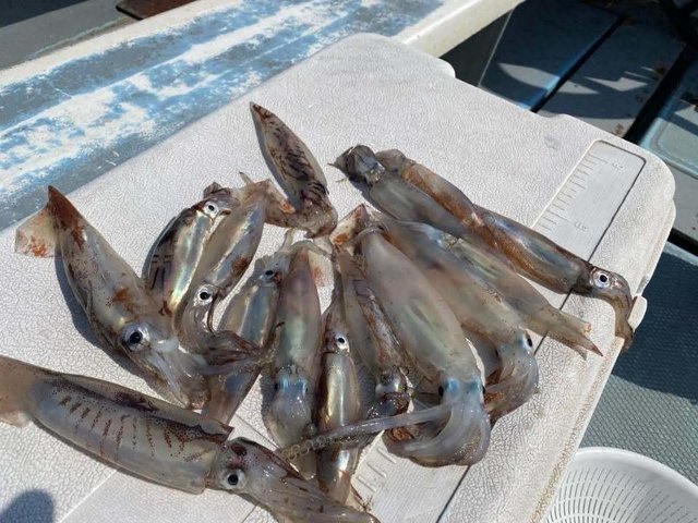 ムギイカ(スルメイカ)