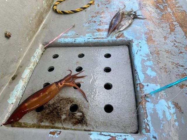 ムギイカ(スルメイカ)