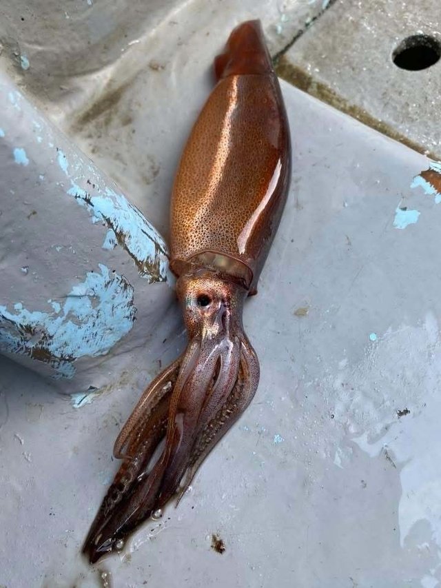 ムギイカ(スルメイカ)