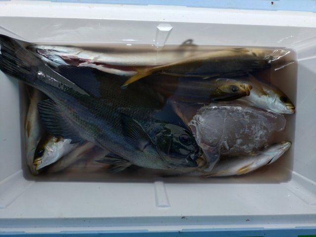 メジナ・アジ(マアジ)