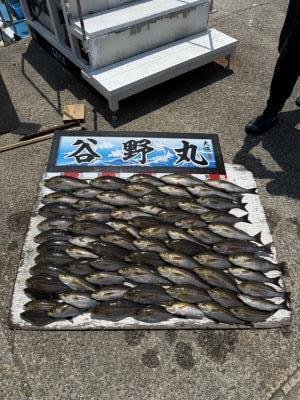 イサギ(イサキ)