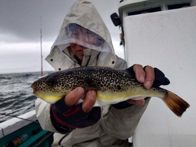 ショーサイフク(ショウサイフグ)