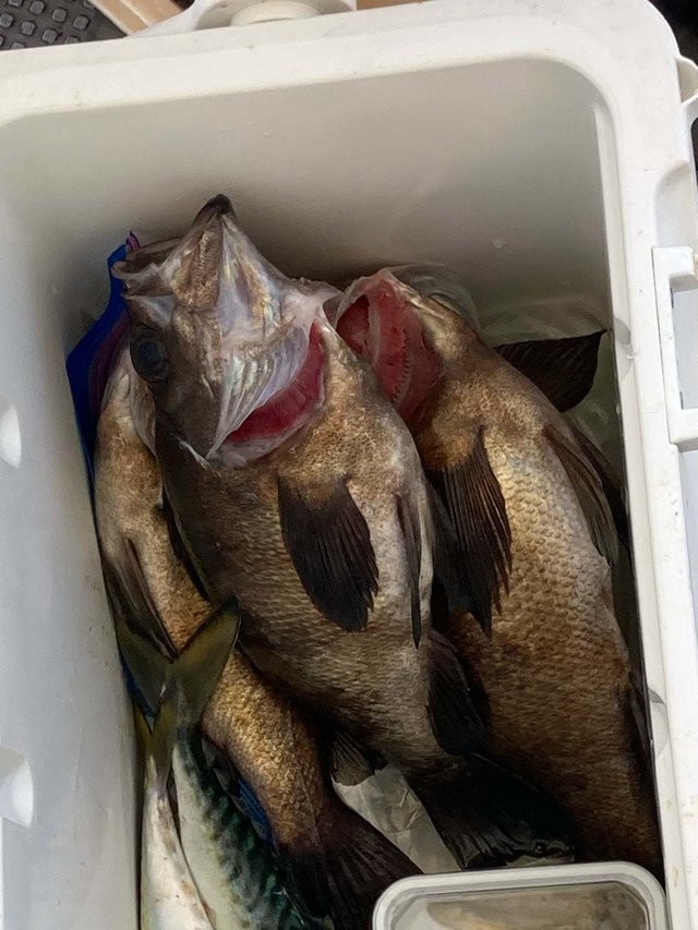 ゴマサバ・メバル