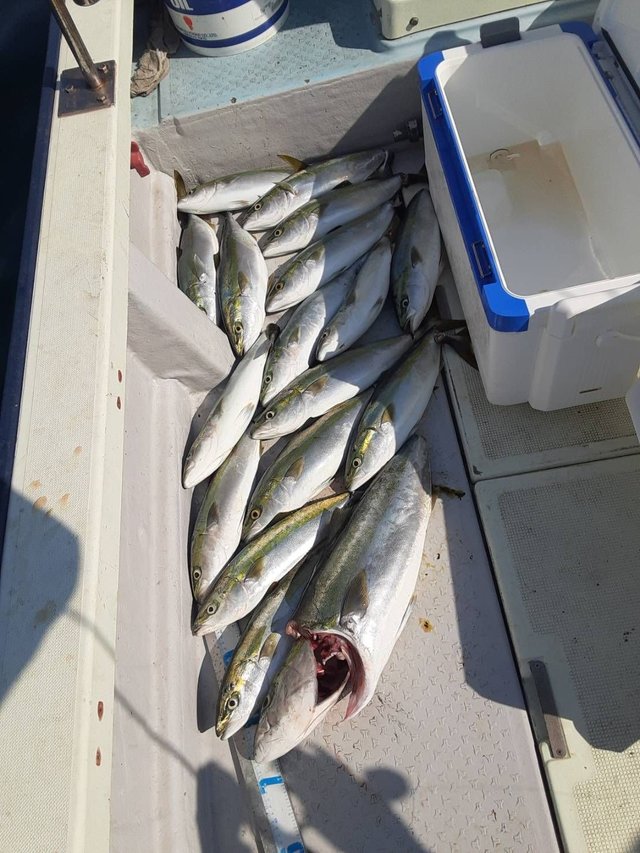 ブリ・ハマチ(ブリ)