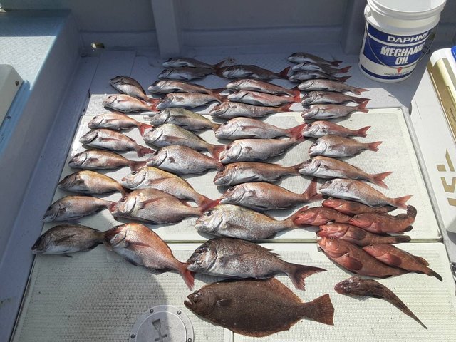 マダイ・キジハタ・イネゴチ・ヒラメ