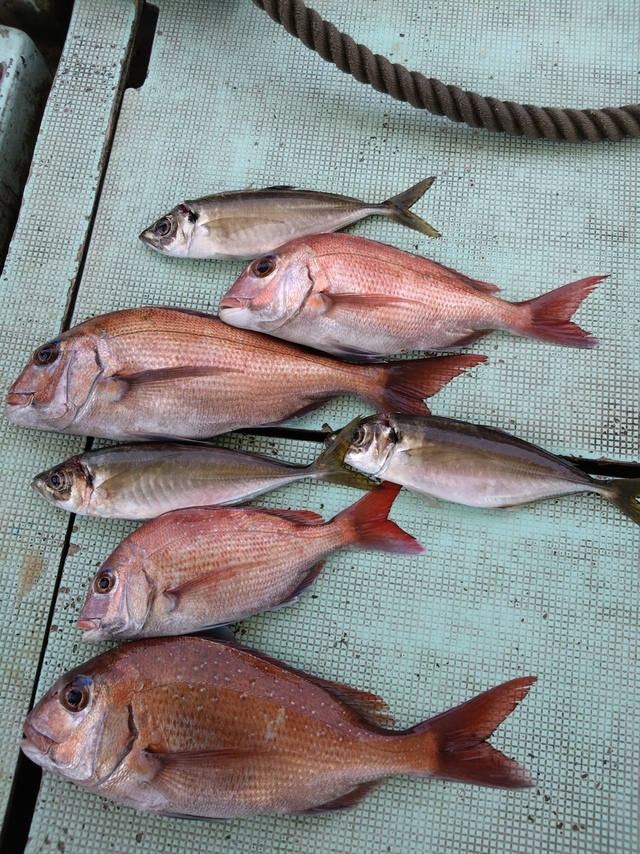 タイ(マダイ)・アジ(マアジ)