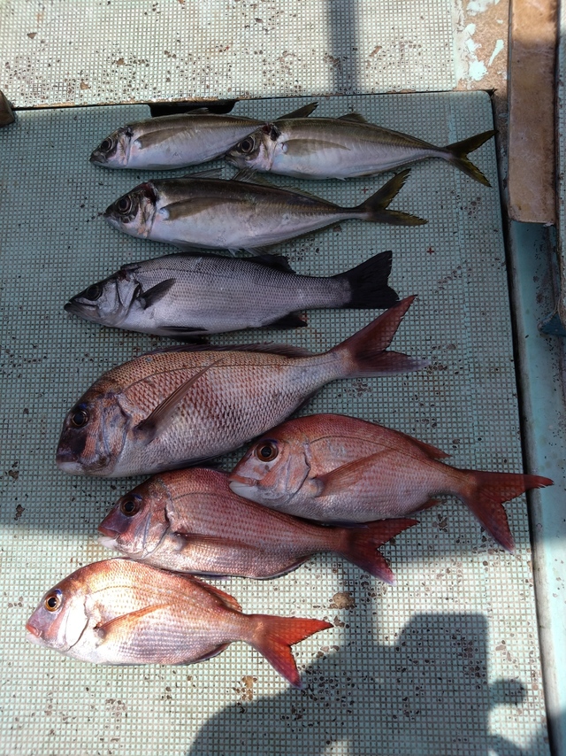 タイ(マダイ)・ヒラスズキ・アジ(マアジ)