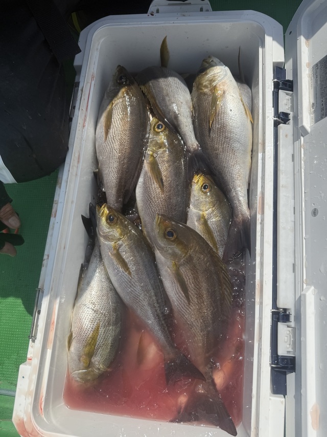 イサギ(イサキ)