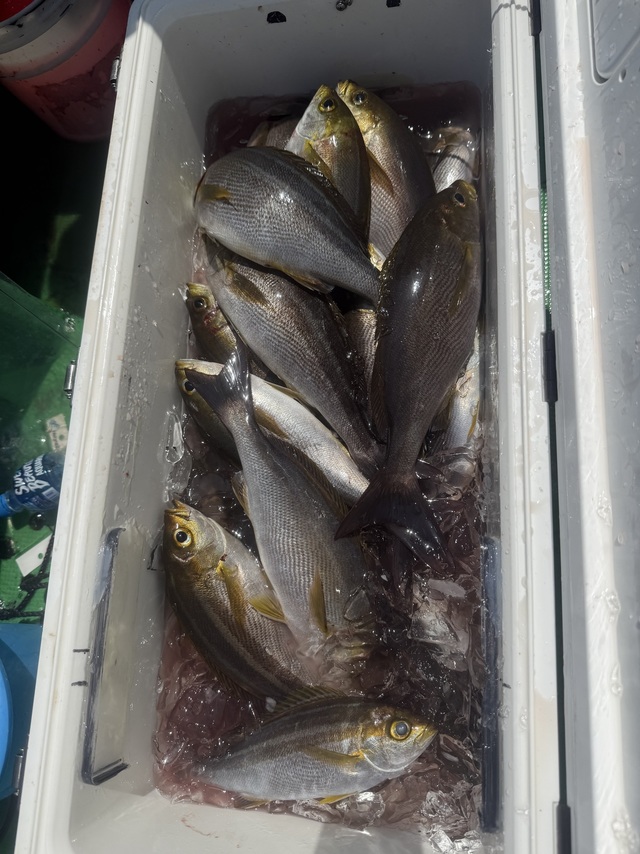 イサギ(イサキ)