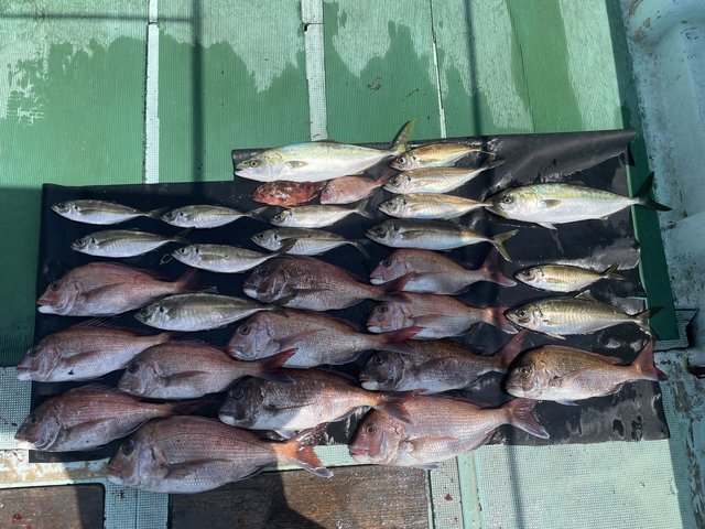 マダイ・マアジ・ハマチ(ブリ)