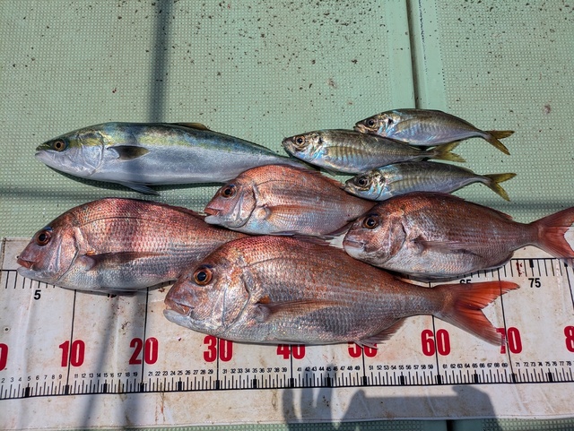 タイ(マダイ)・アジ(マアジ)・ハマチ(ブリ)