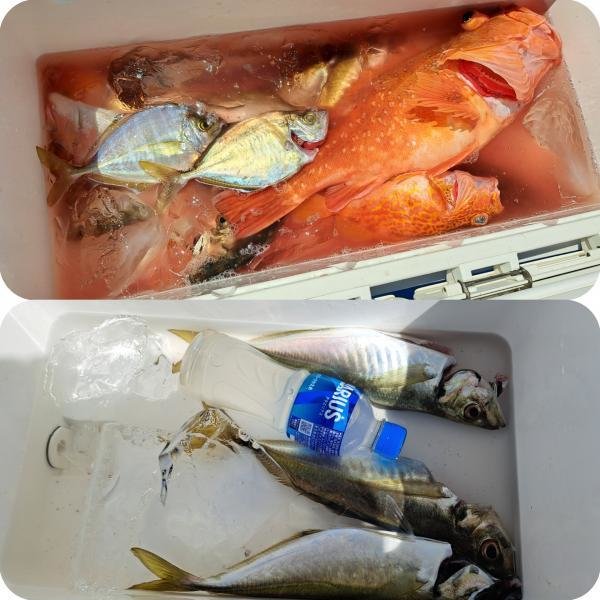 アジ(マアジ)・カイワリ