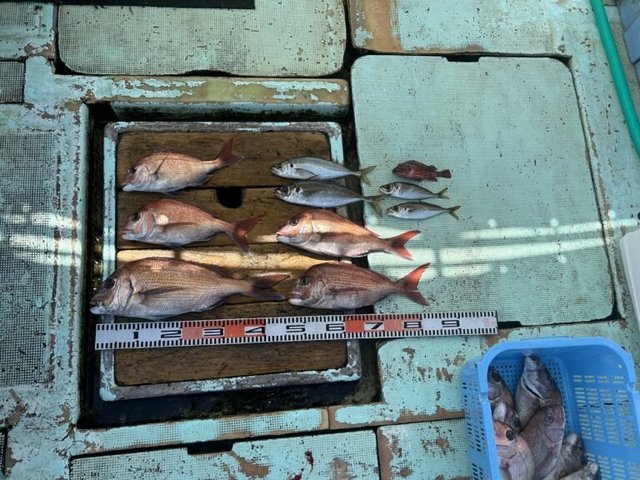 マダイ・マアジ