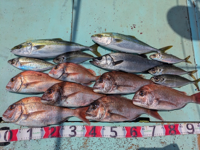 タイ(マダイ)・ヒラスズキ・アジ(マアジ)・ハマチ(ブリ)