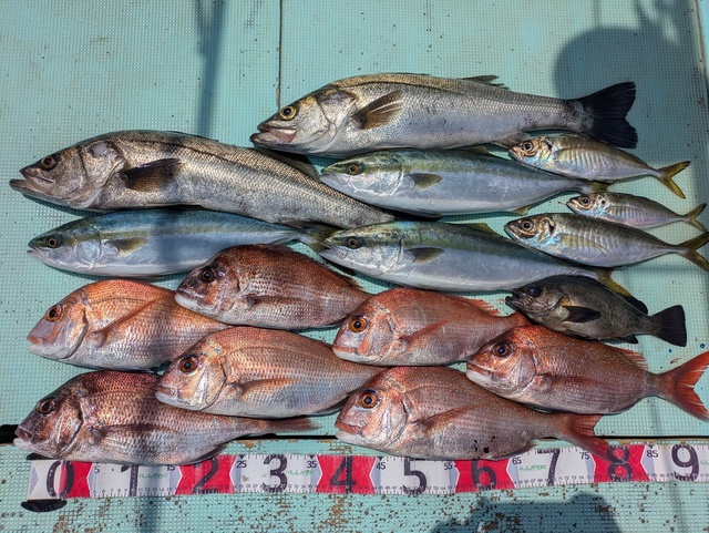 タイ(マダイ)・スズキ・アジ(マアジ)・ハマチ(ブリ)