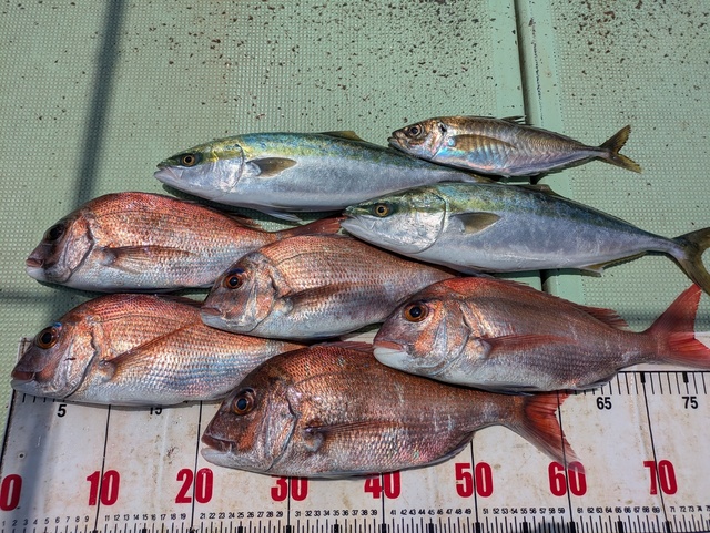 タイ(マダイ)・アジ(マアジ)・ハマチ(ブリ)