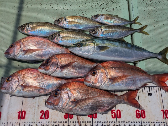 タイ(マダイ)・アジ(マアジ)・ハマチ(ブリ)