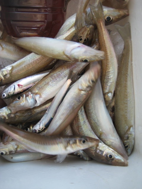 キス(シロギス)