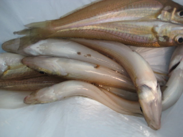 キス(シロギス)