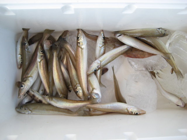 キス(シロギス)