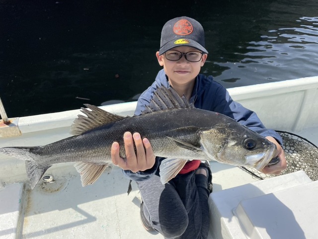 シーバス(スズキ)