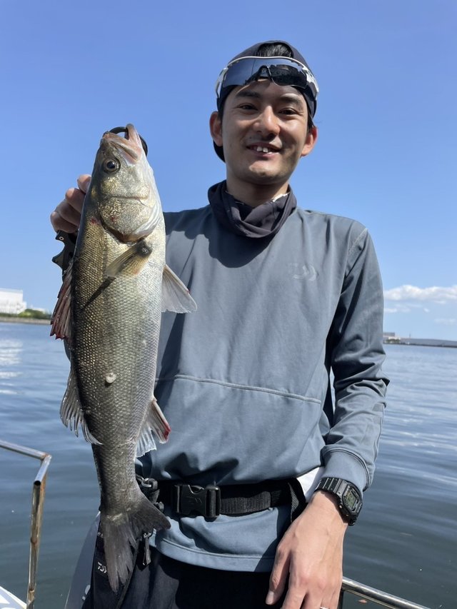 シーバス(スズキ)