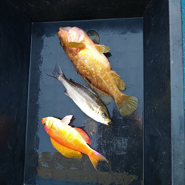 アコウ(キジハタ)・イサキ・ガシラ(カサゴ)