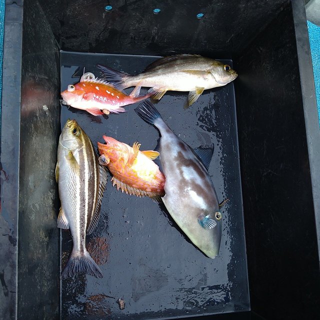 イサキ・ガシラ(カサゴ)・ウマヅラ(ウマヅラハギ)