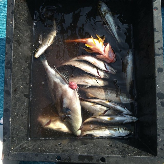 イサキ・ウマヅラ(ウマヅラハギ)