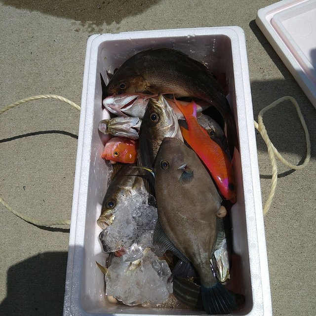 ウマヅラ(ウマヅラハギ)