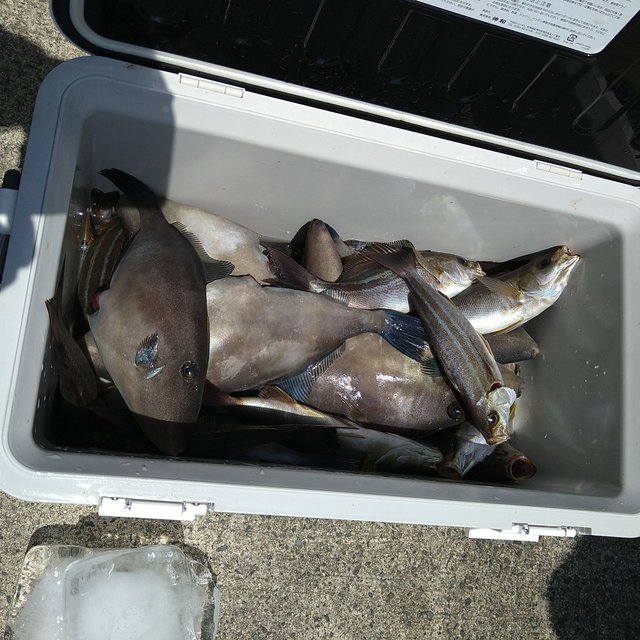 イサキ・ウマヅラ(ウマヅラハギ)