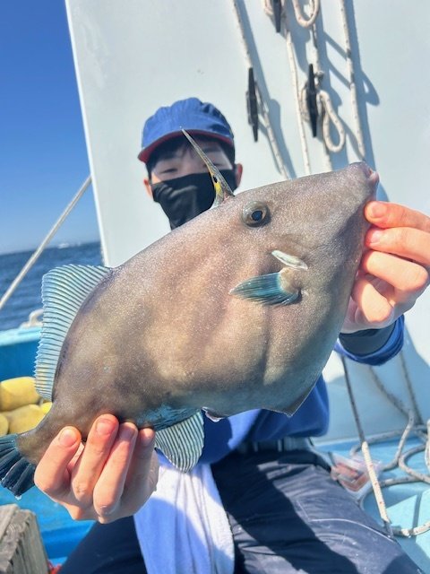 ウマズラハギ(ウマヅラハギ)