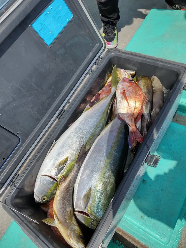 マダイ・メジロ(ブリ)・イサキ