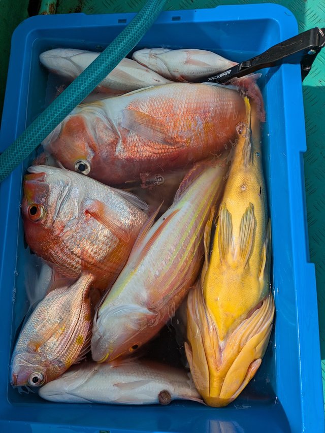 アオハタ・アマダイ(アカアマダイ)