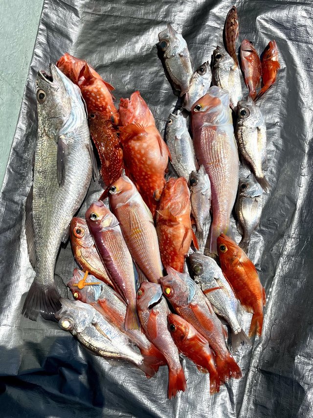 マダイ・スズキ・ガシラ(カサゴ)