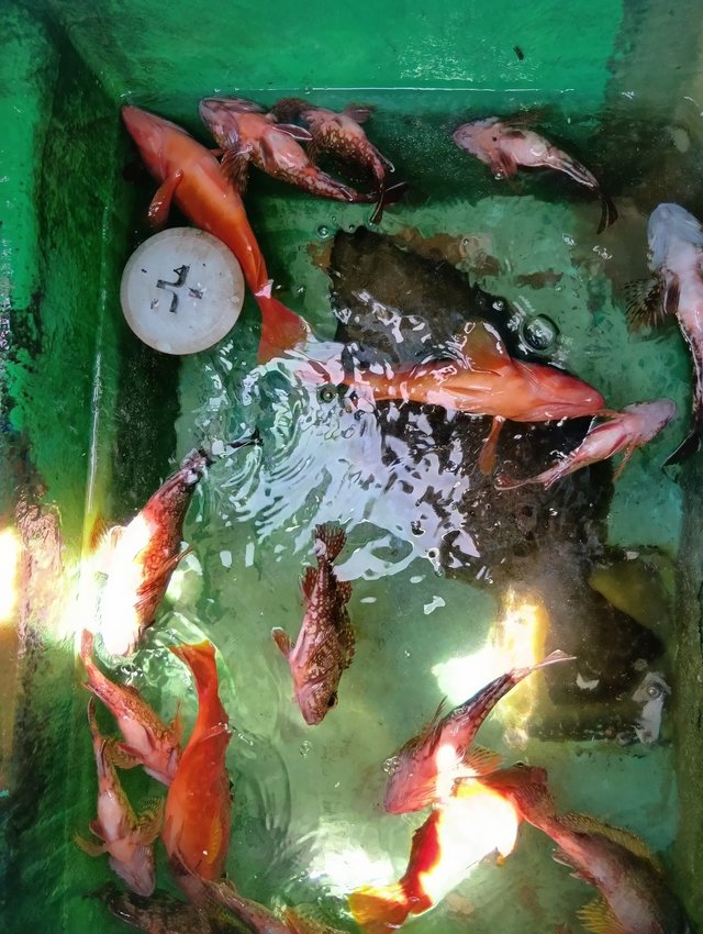 アカハタ・キジハタ・カサゴ・ヒラメ