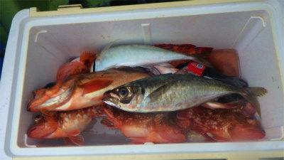 アジ(マアジ)・ウッカリカサゴ・ウスメバル