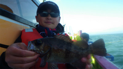 クロメバル(メバル)