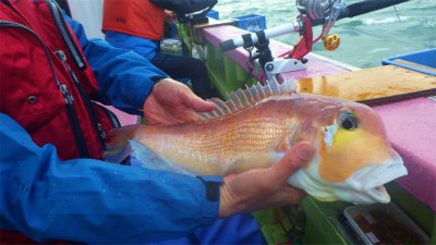 アマダイ(アカアマダイ)