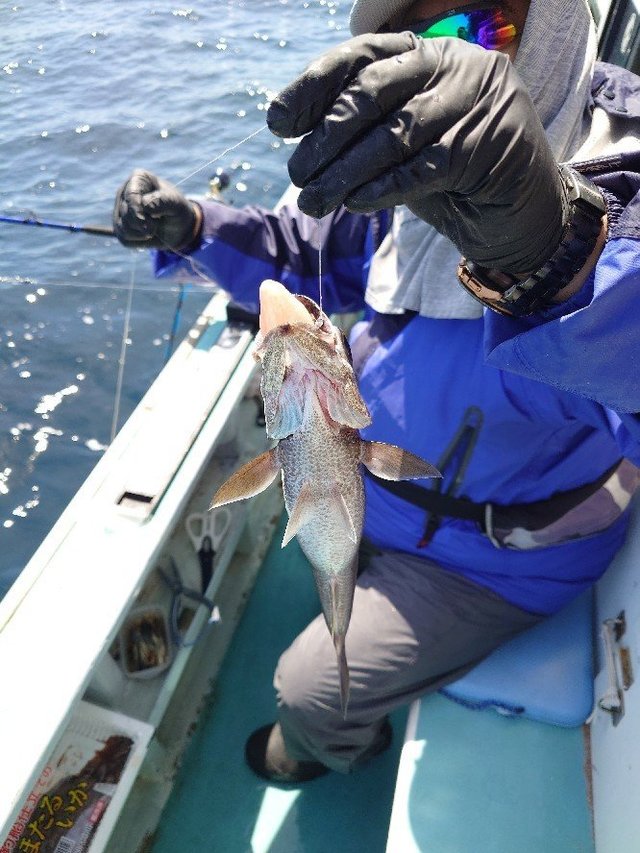 シロムツ(オオメハタ)