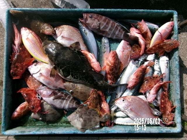 タイ(マダイ)・イトヨリ(イトヨリダイ)・カサゴ・トラフグ・ハタ(マハタ)