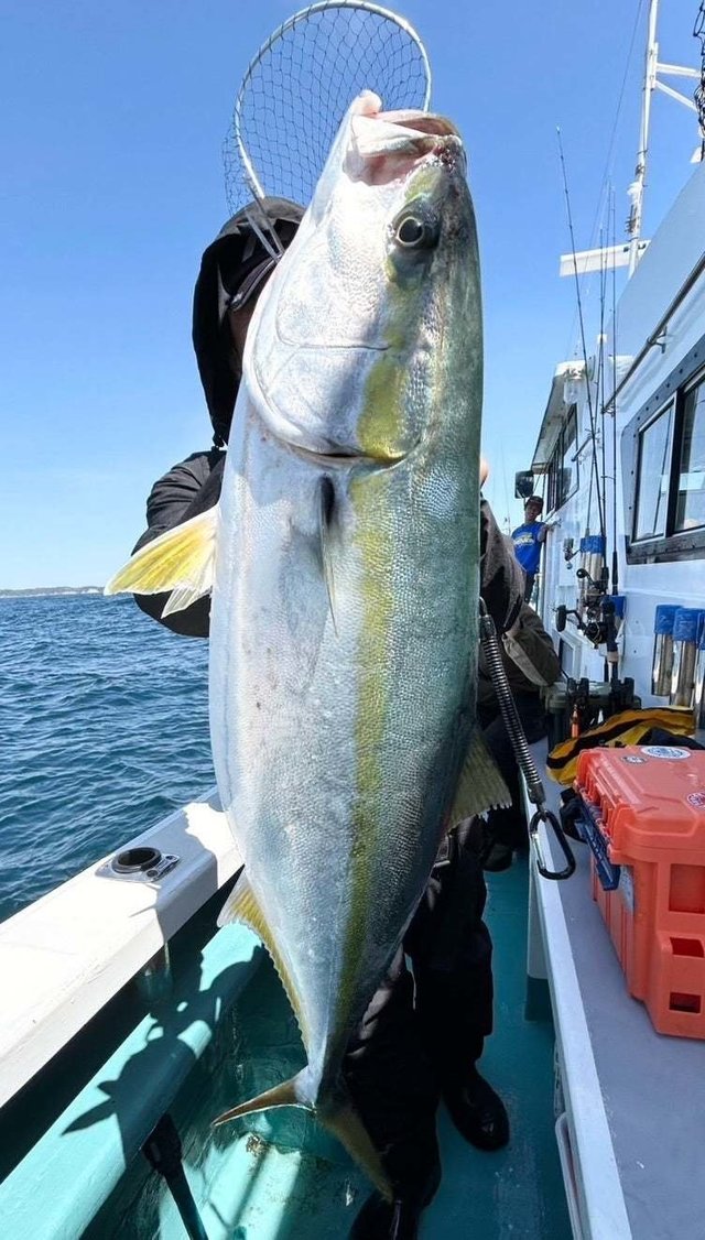 サンパク(ブリ)