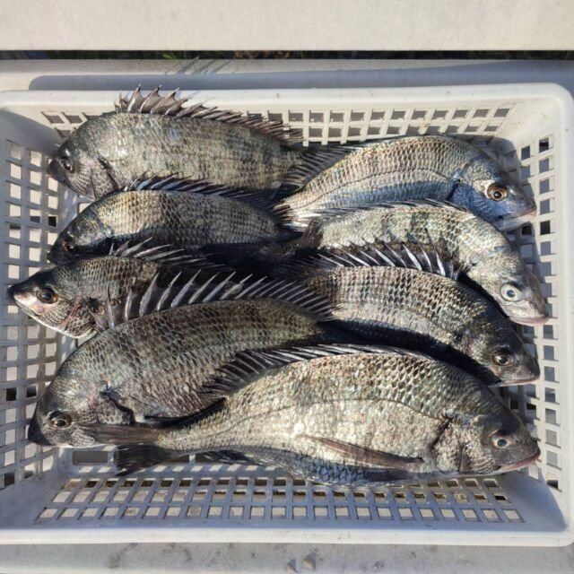 チヌ(クロダイ)