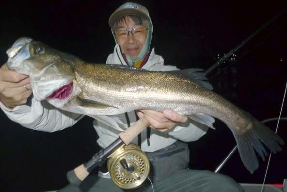 シーバス(スズキ)